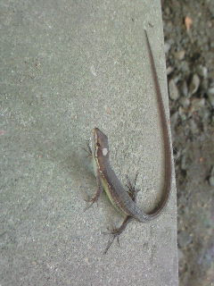 ւ