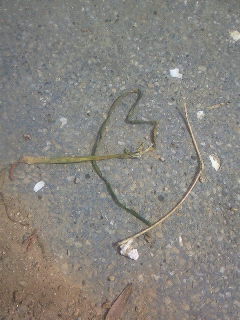 lRif
